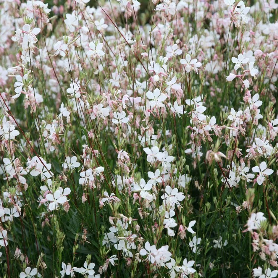 Oenothera Lindheimeri | Gaura