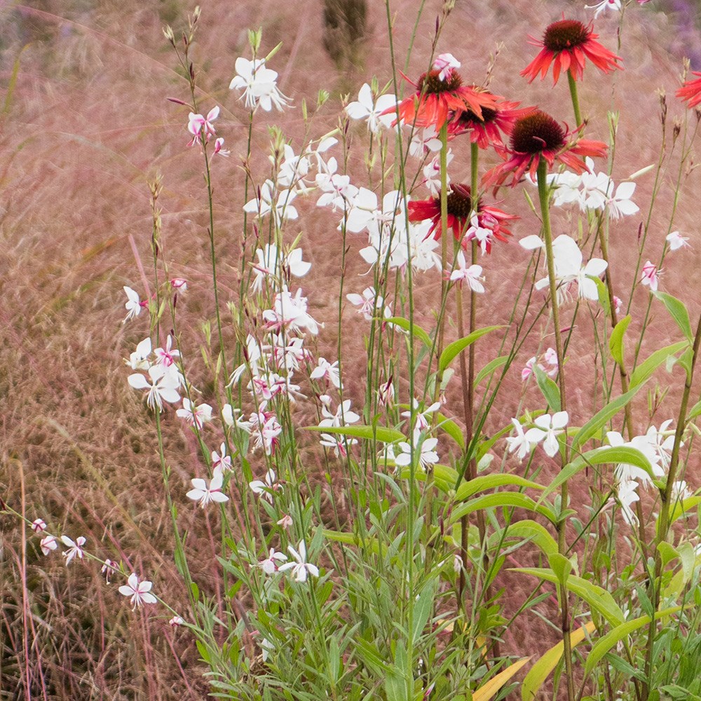 Oenothera Lindheimeri | Gaura