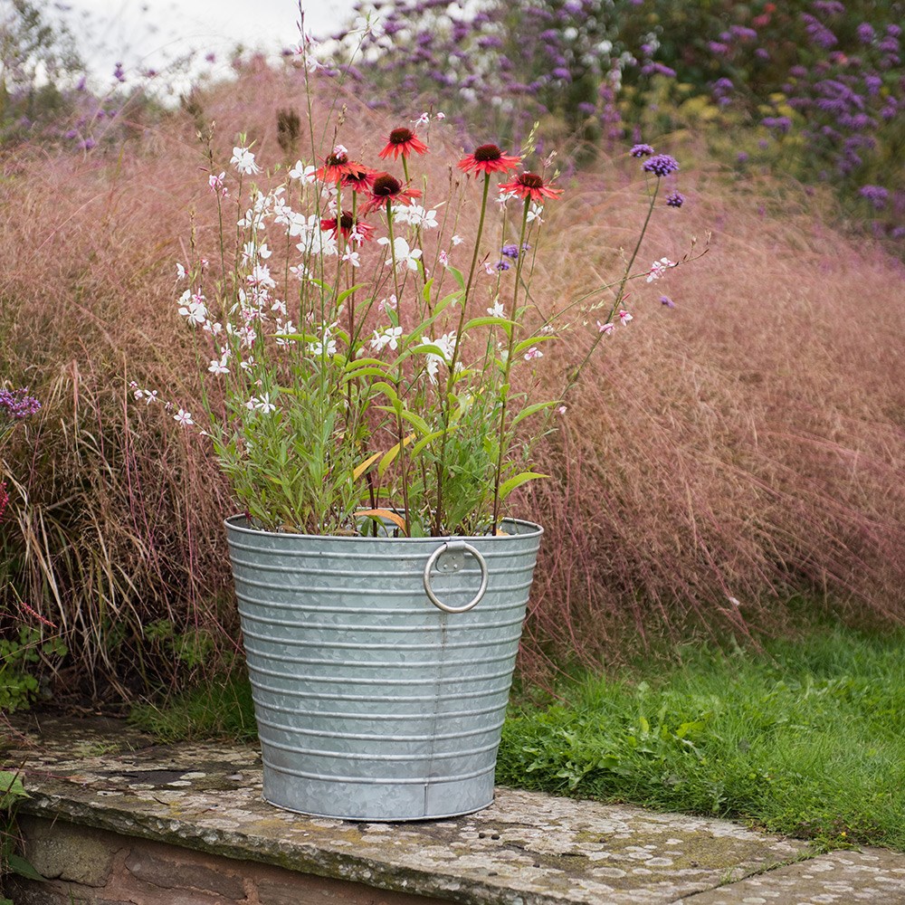 Oenothera Lindheimeri | Gaura