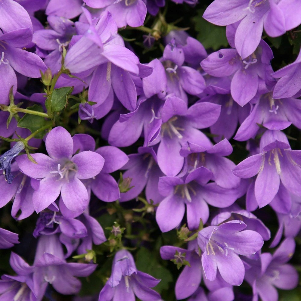 Campanula Portenschlagiana | Dalmatian Bellflower