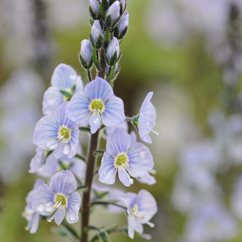 Veronica Gentianoides | Speedwell