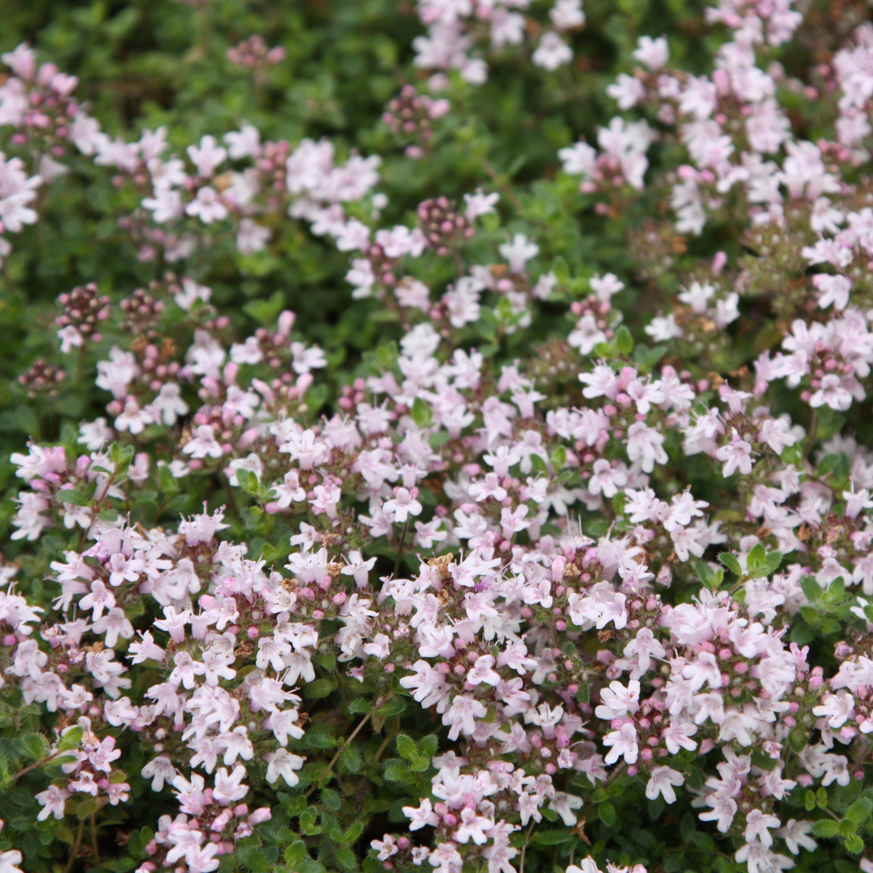 Thyme Serpyllum Pink Chintz | Thymus