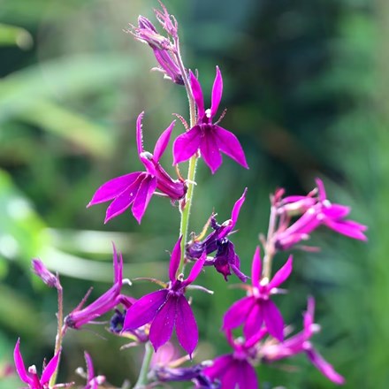 Lobelia × speciosa Hadspen Purple (PBR)
