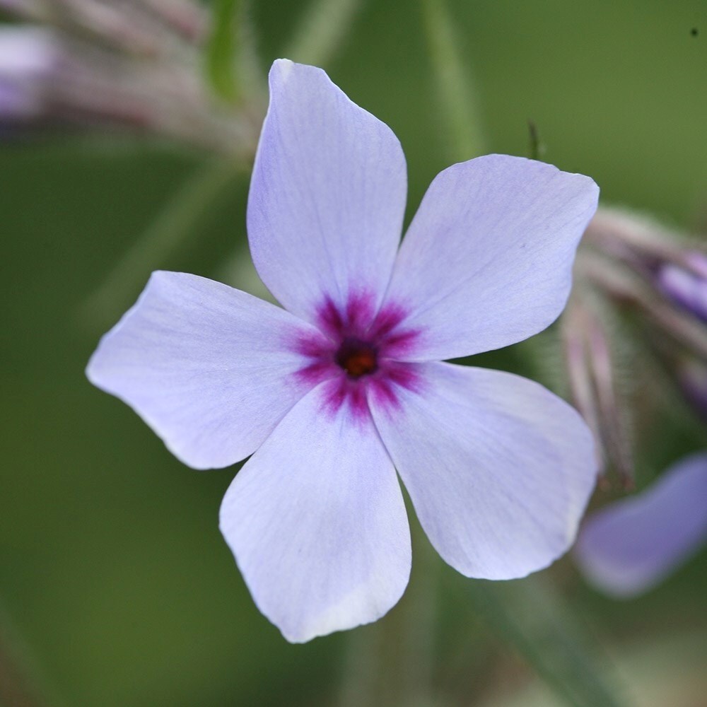 Phlox Divaricata Subsp. Laphamii Chattahoochee