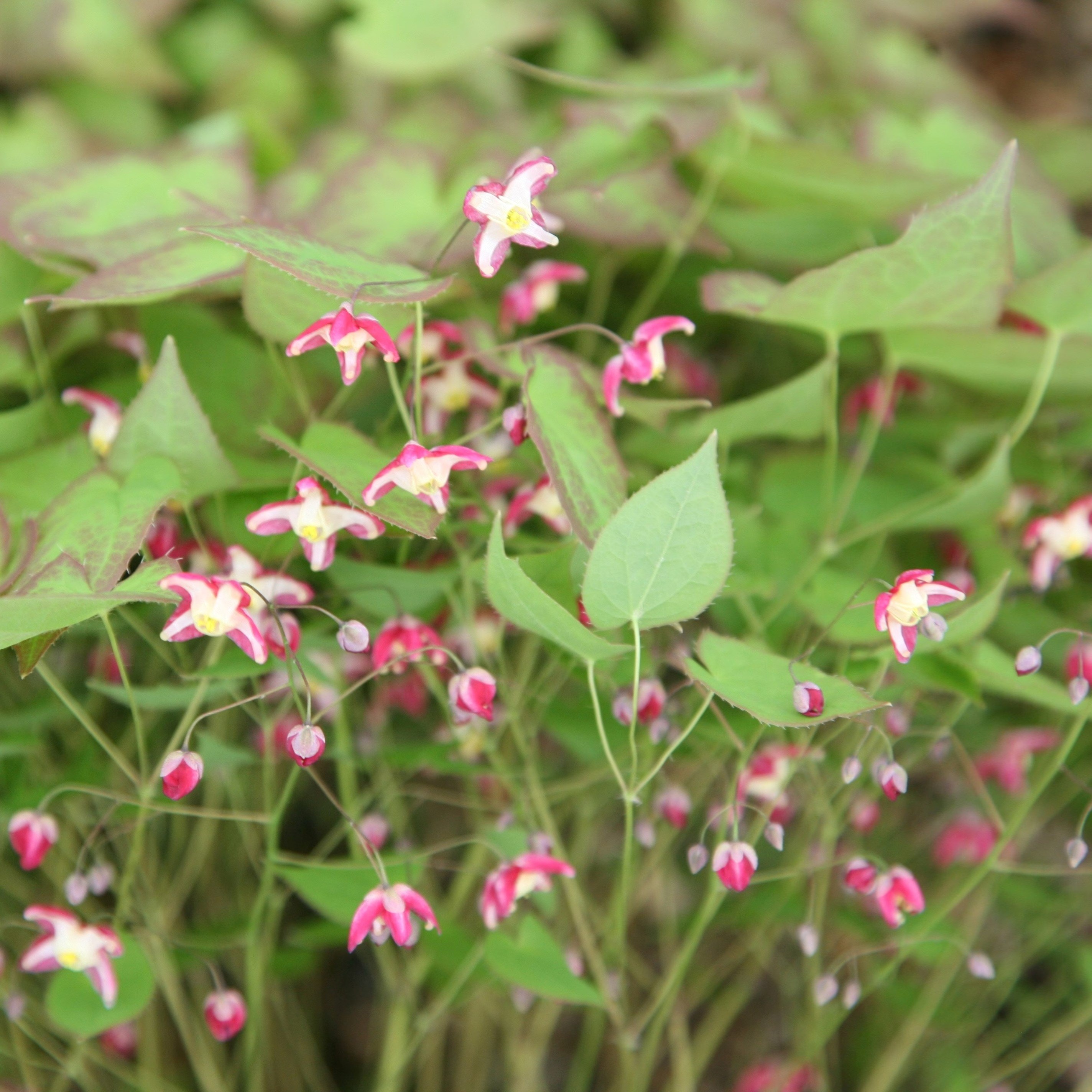 Epimedium × Rubrum | Bishops Hat