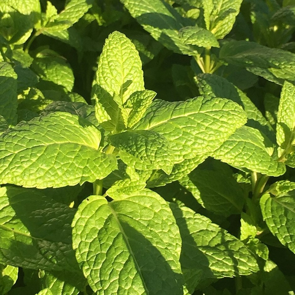 Mentha Spicata | Spearmint, Garden Mint Or Common Mint