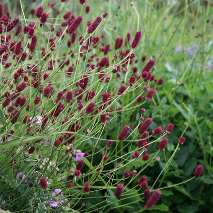 Sanguisorba officinalis Red Thunder