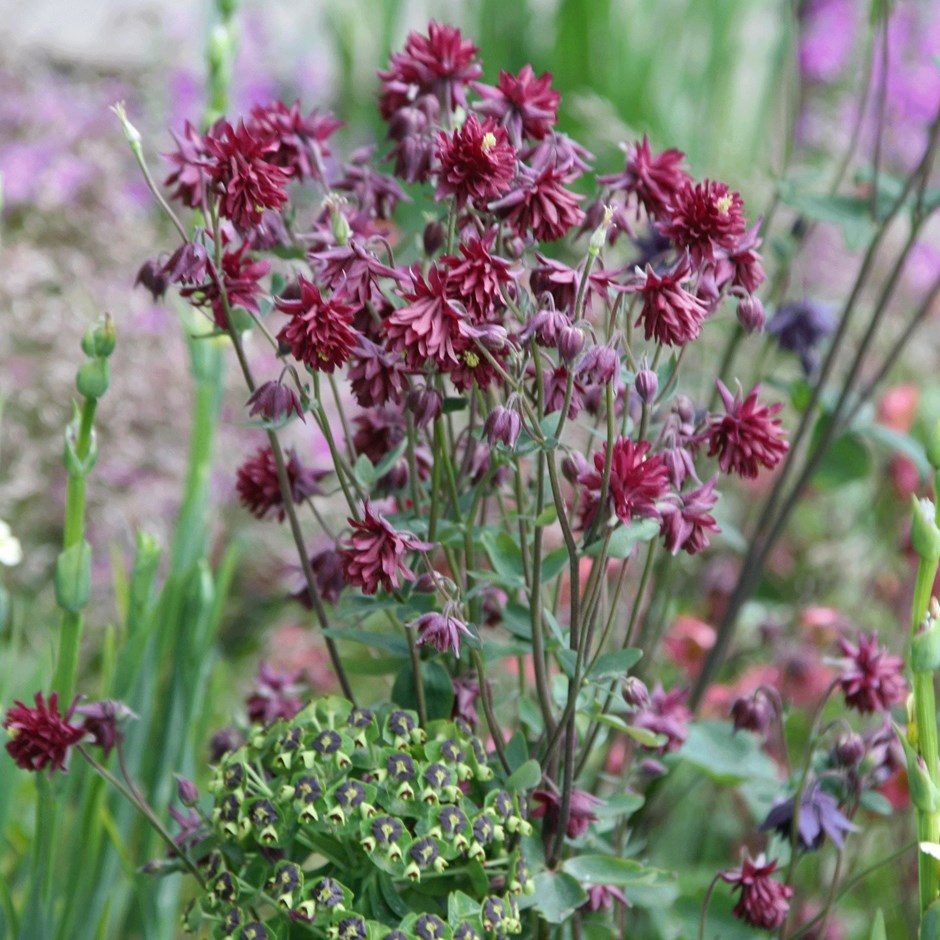 Aquilegia Vulgaris Ruby Port | Grannys Bonnet