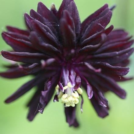 Aquilegia vulgaris var. stellata Black Barlow (Barlow Series)