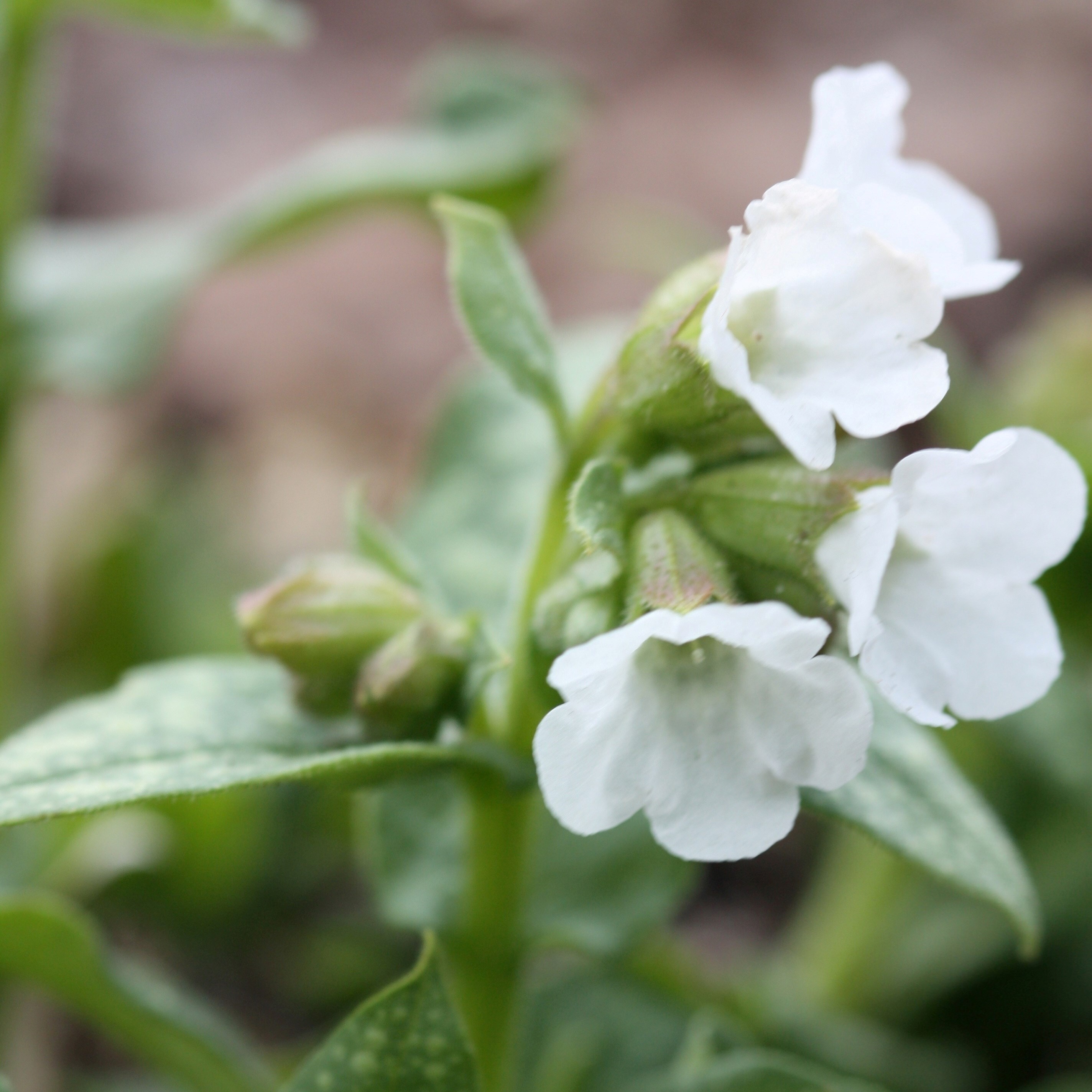 Pulmonaria Sissinghurst White | Lungwort