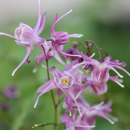 Epimedium grandiflorum Lilafee