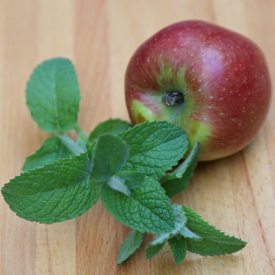 Mentha Suaveolens | Apple Mint Or Mentha Suaveolens