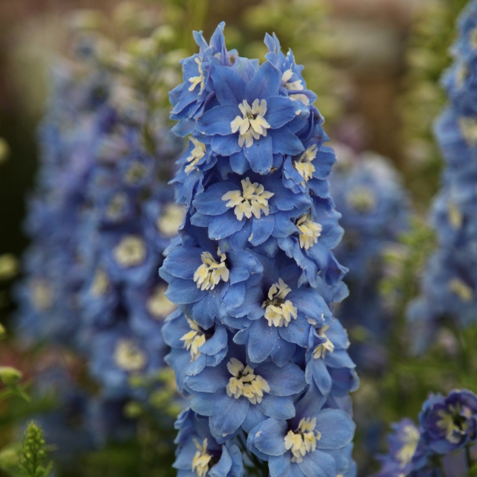 Delphinium Summer Skies Group | Delphinium