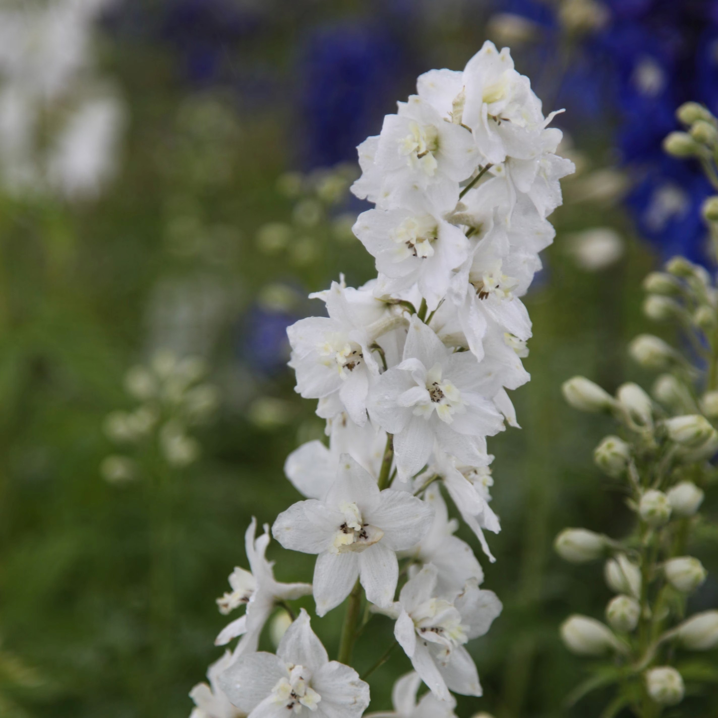 Delphinium Galahad