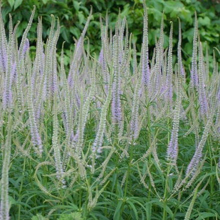 Veronicastrum virginicum Lavendelturm