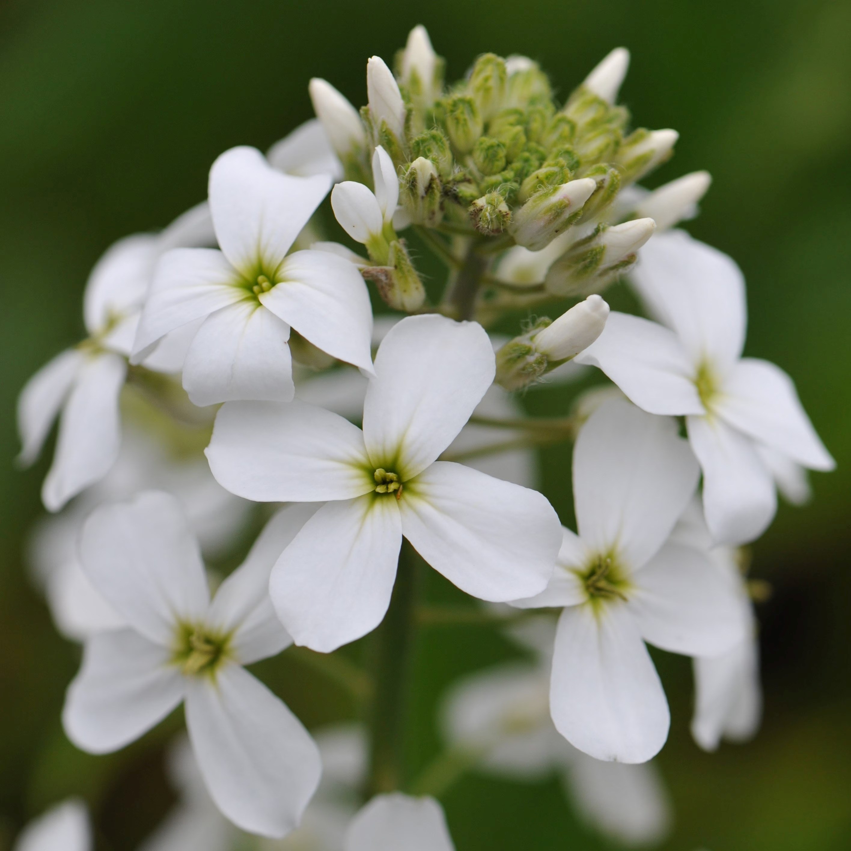 Hesperis Matronalis Albiflora | Sweet Rocket