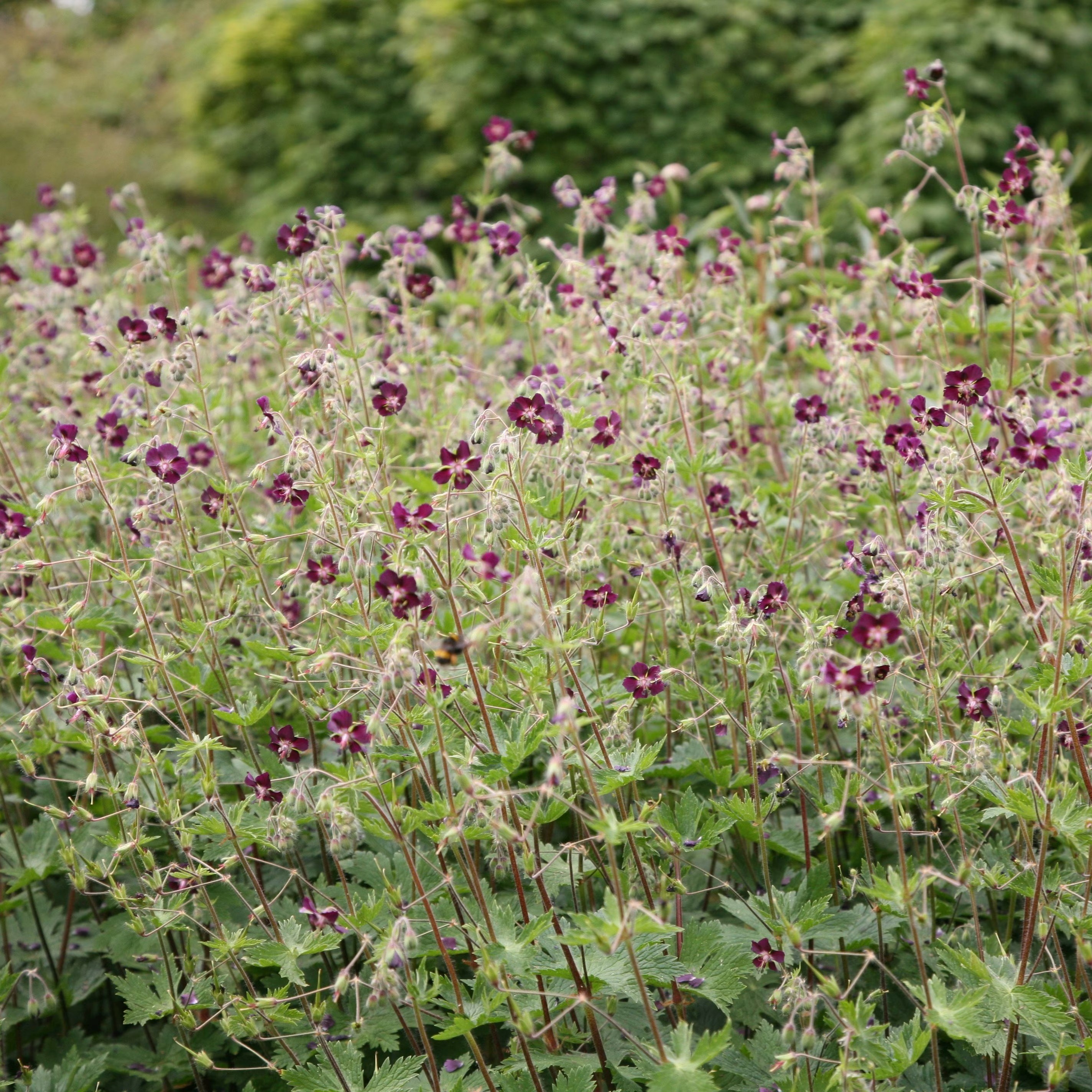 Geranium Phaeum | Dusky Cranesbill