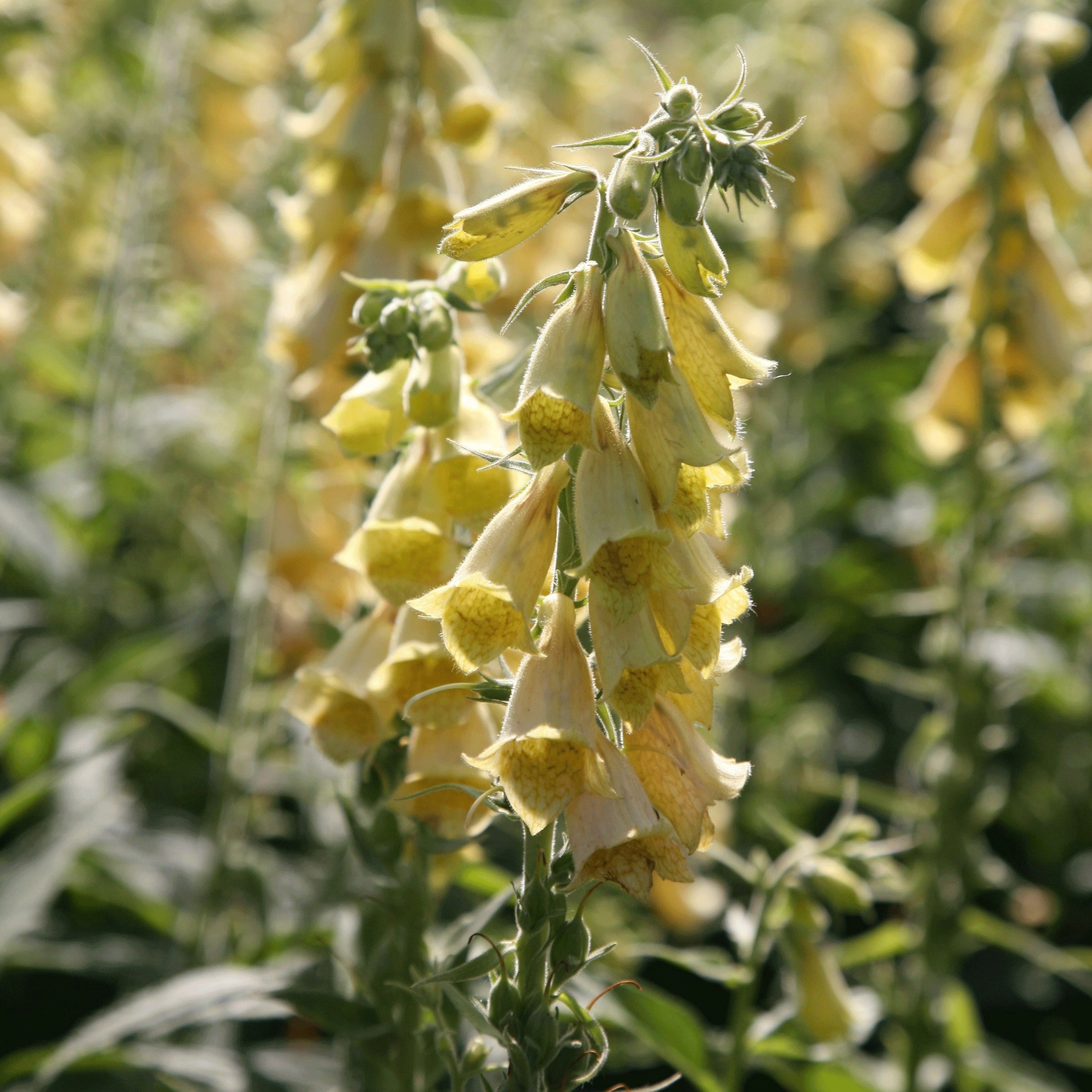 Digitalis Grandiflora | Yellow Foxglove