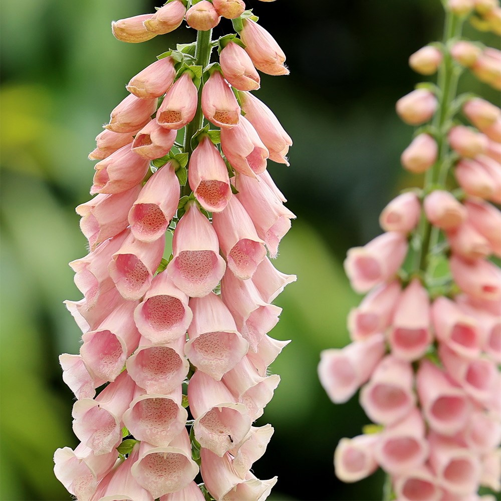 Digitalis Suttons Apricot | Foxglove