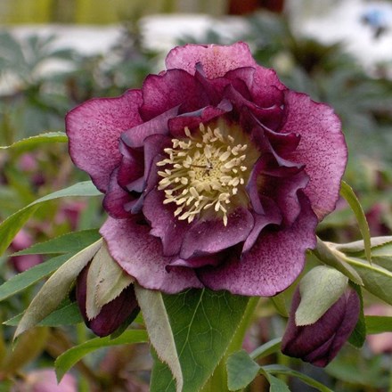 Helleborus × hybridus Double Ellen Red
