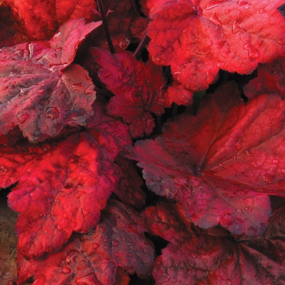 Heuchera Autumn Leaves | Coral Bells