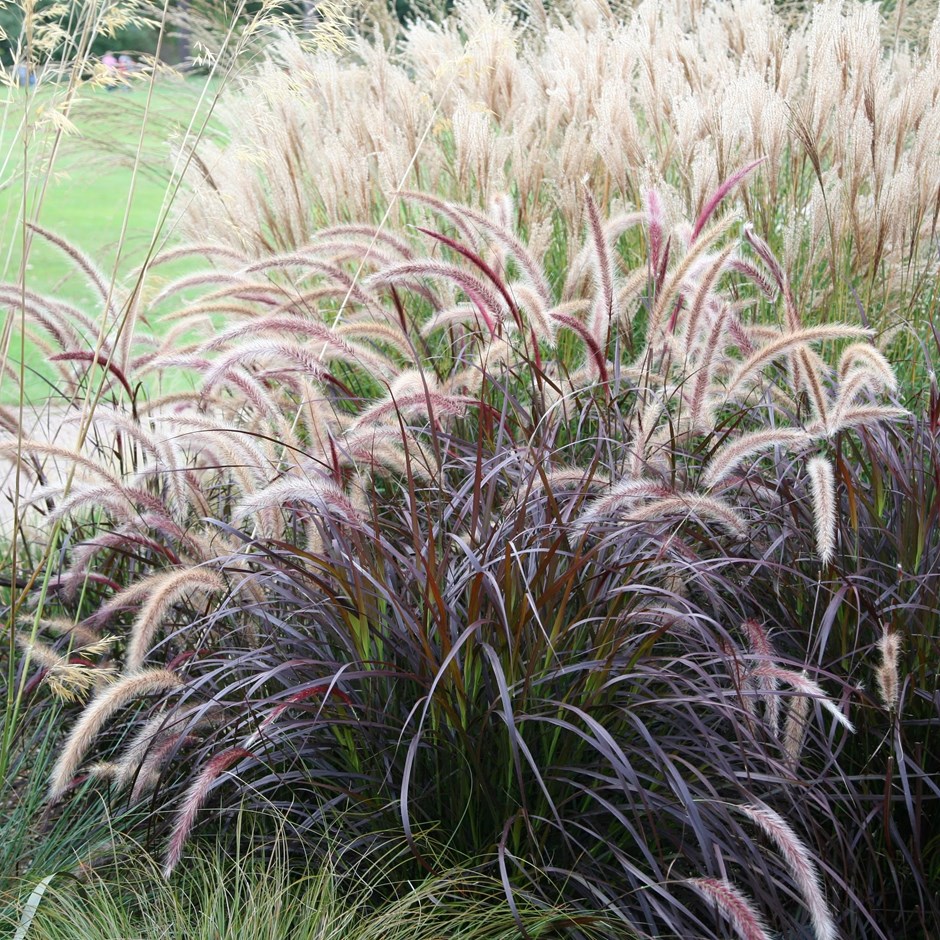 Pennisetum Advena Rubrum | Fountain Grass