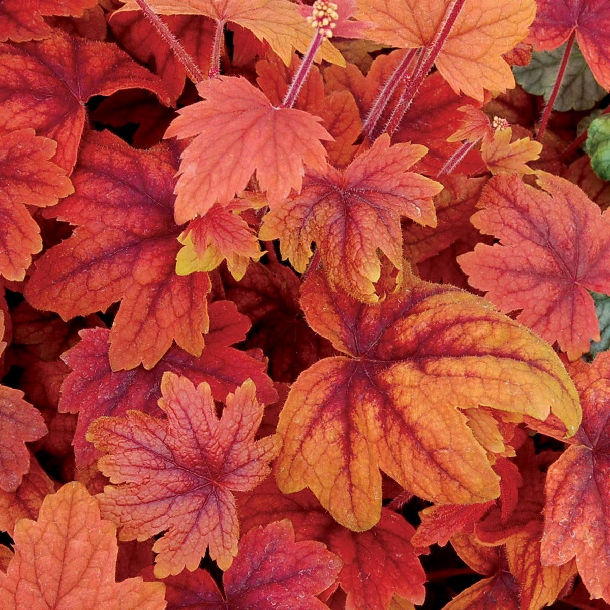 Heucherella Sweet Tea | Coral Bells