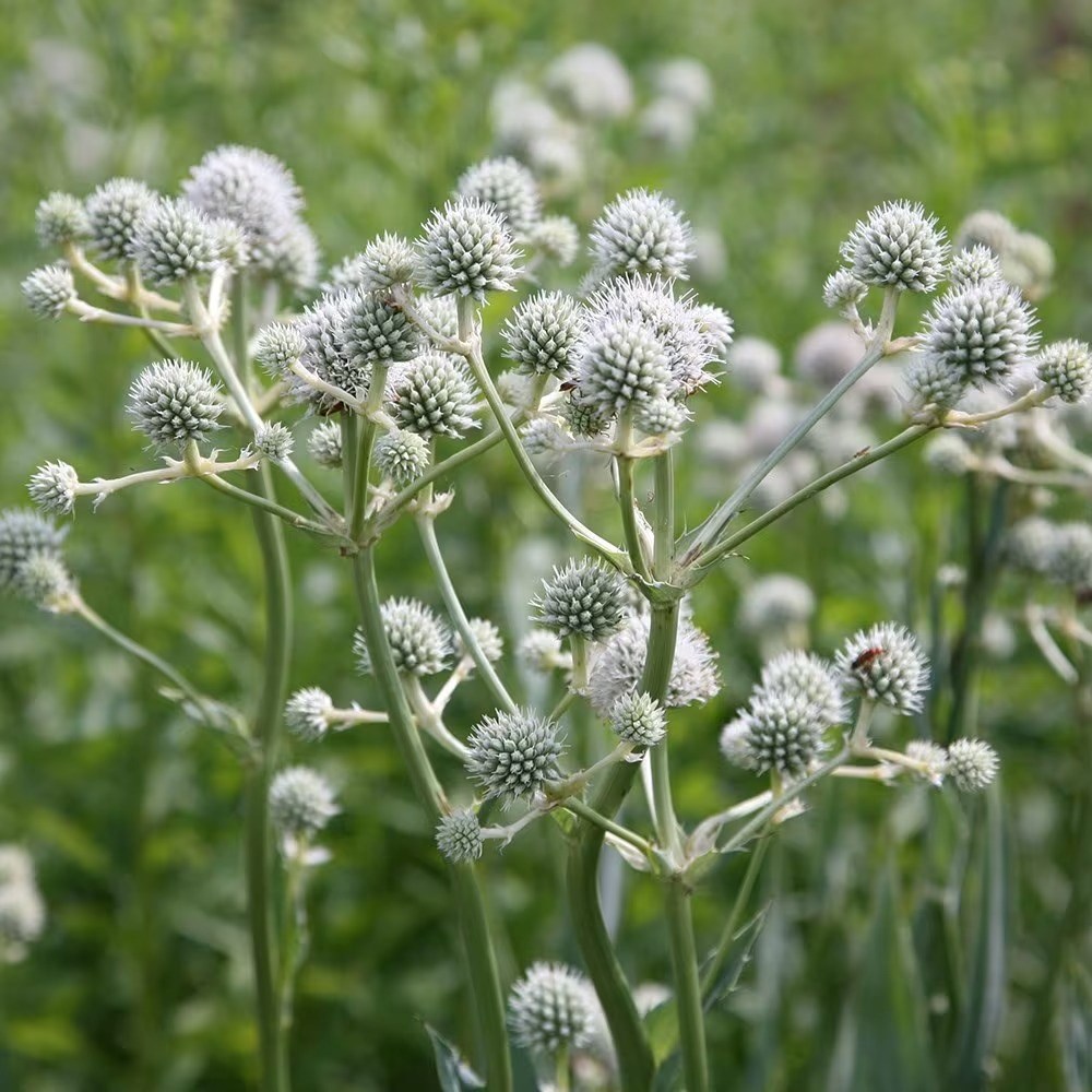Eryngium Yuccifolium | Button Eryngo