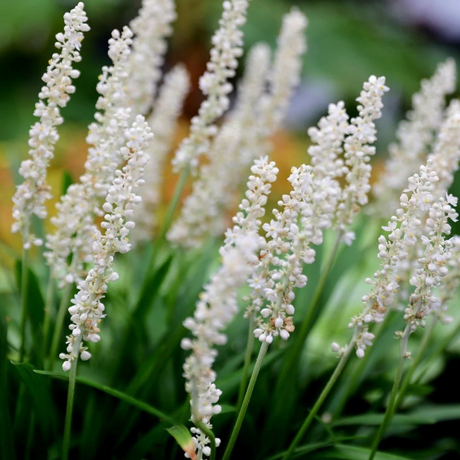Liriope Muscari Monroe White | Lily-Turf