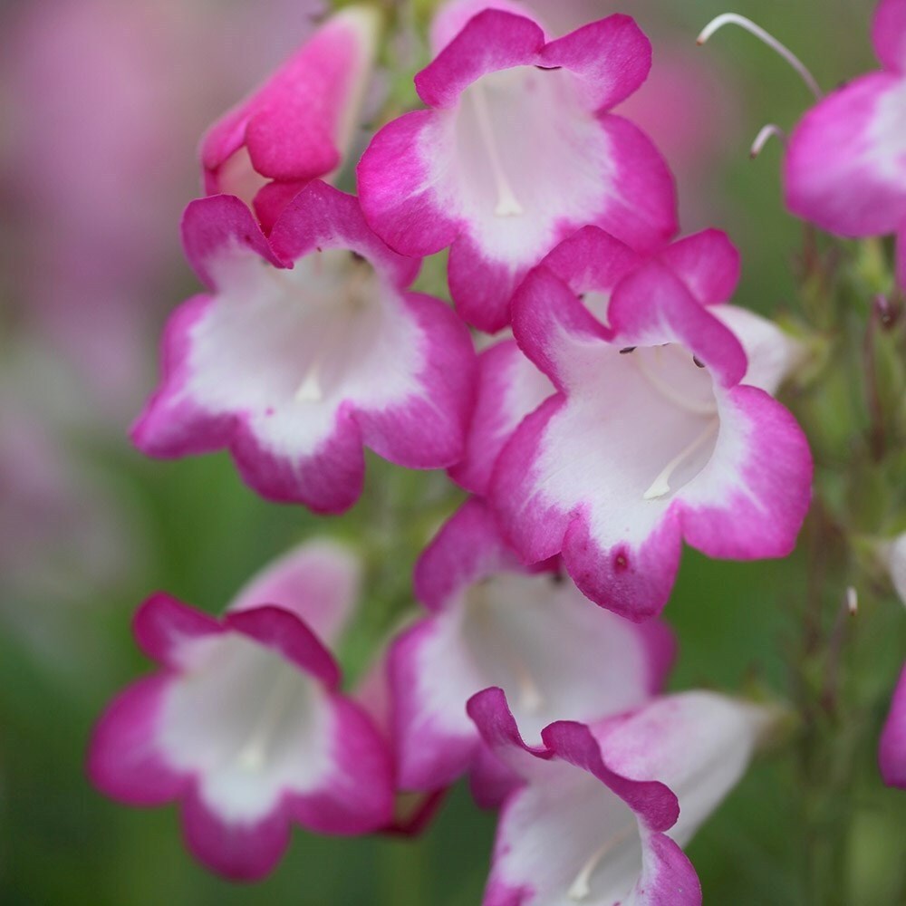 Penstemon Pensham Laura | Beard Tongue