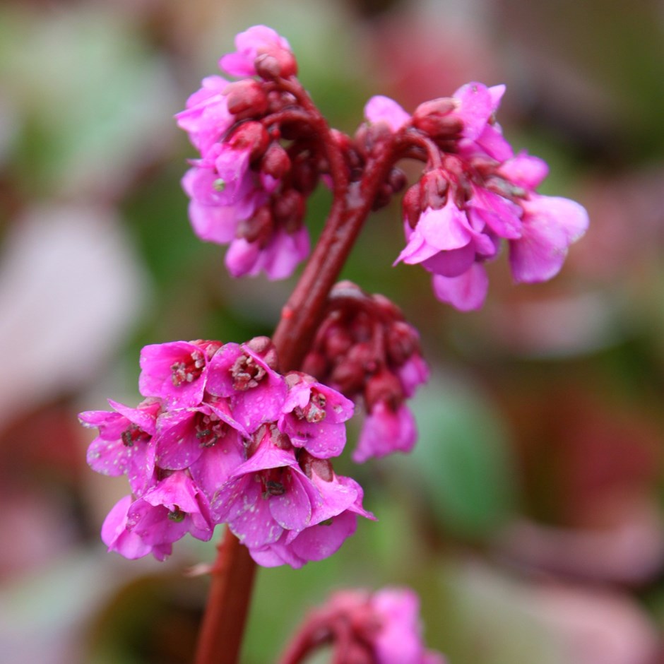 Buy Bergenia Cordifolia Purpurea Elephants Ears Bergenia Cordifolia Buy Bergenia Cordifolia Purpurea Elephants Ears Bergenia Cordifolia