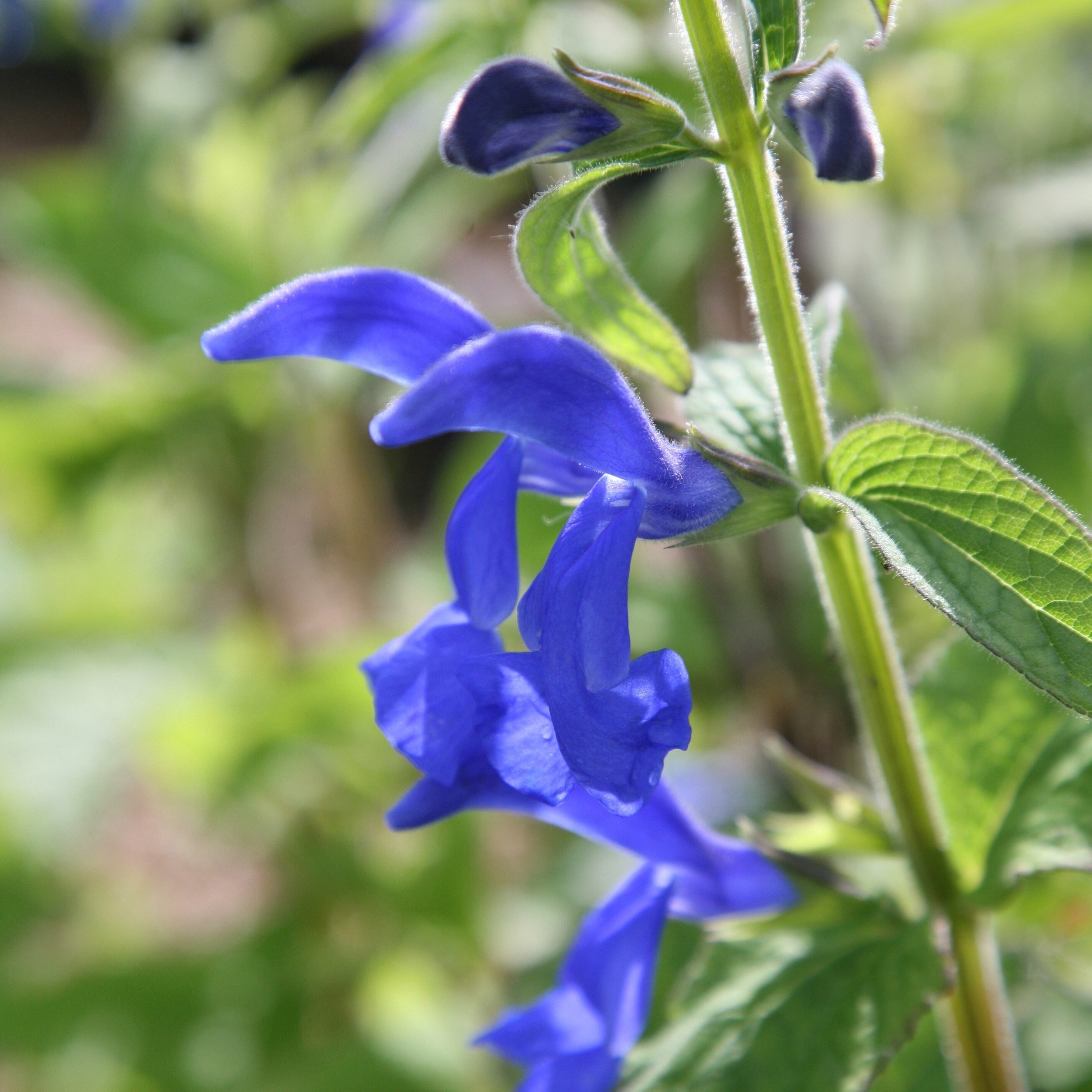 Salvia Patens | Gentian Sage