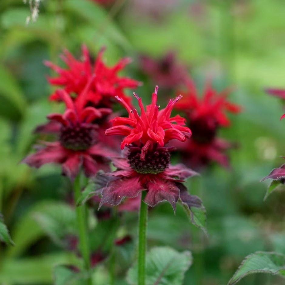 Monarda Fireball | Bergamot