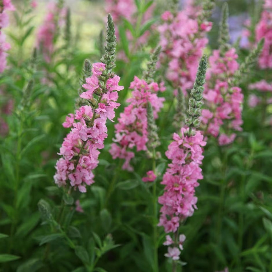 Lythrum Salicaria Blush | Loosestrife
