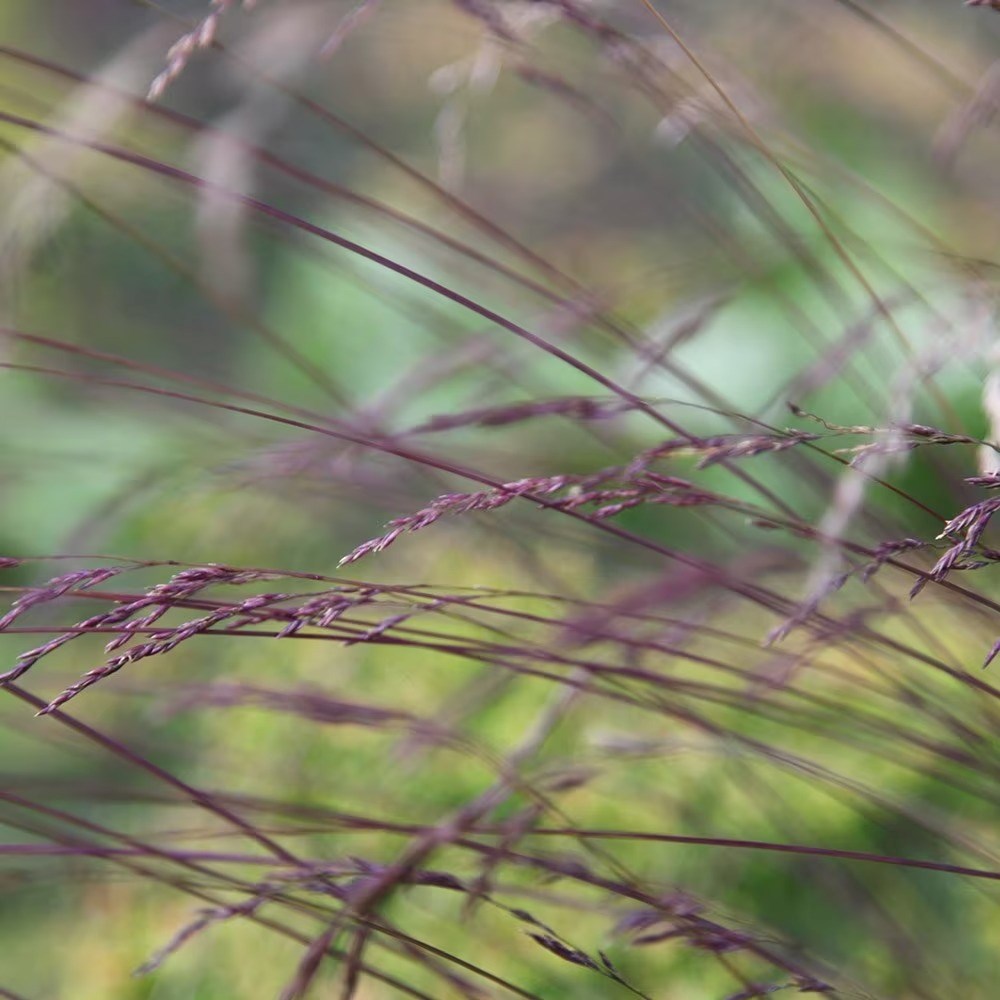 Festuca Amethystina | Festuca