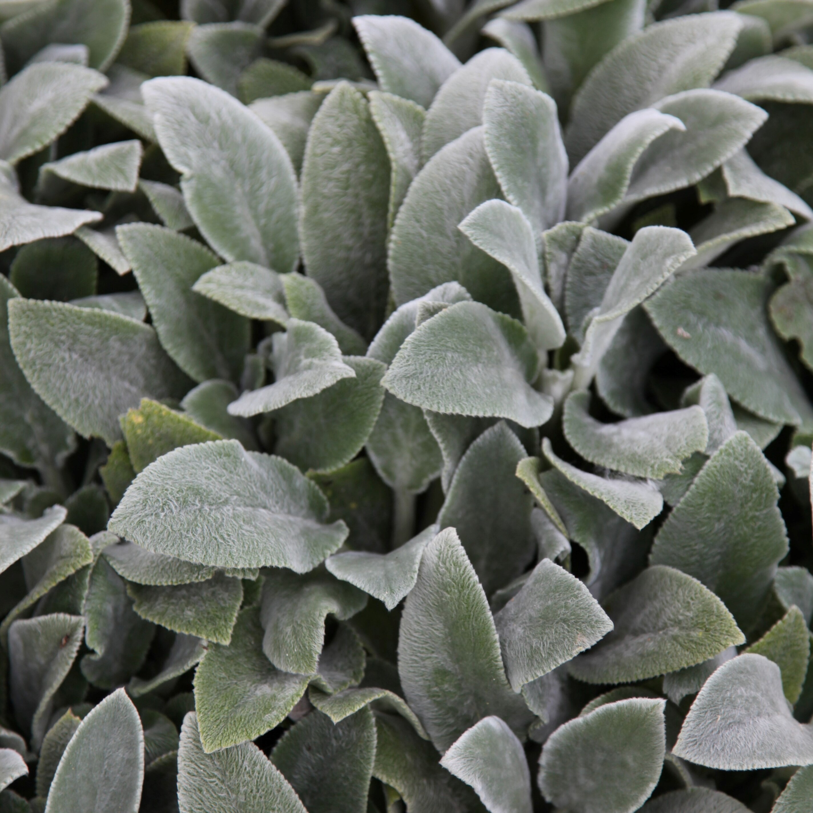 Stachys Byzantina Silver Carpet | Lambs Ears