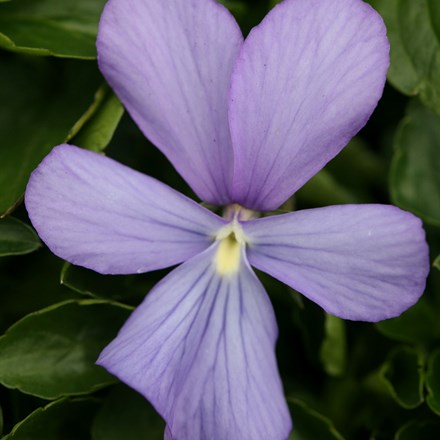 Viola Belmont Blue