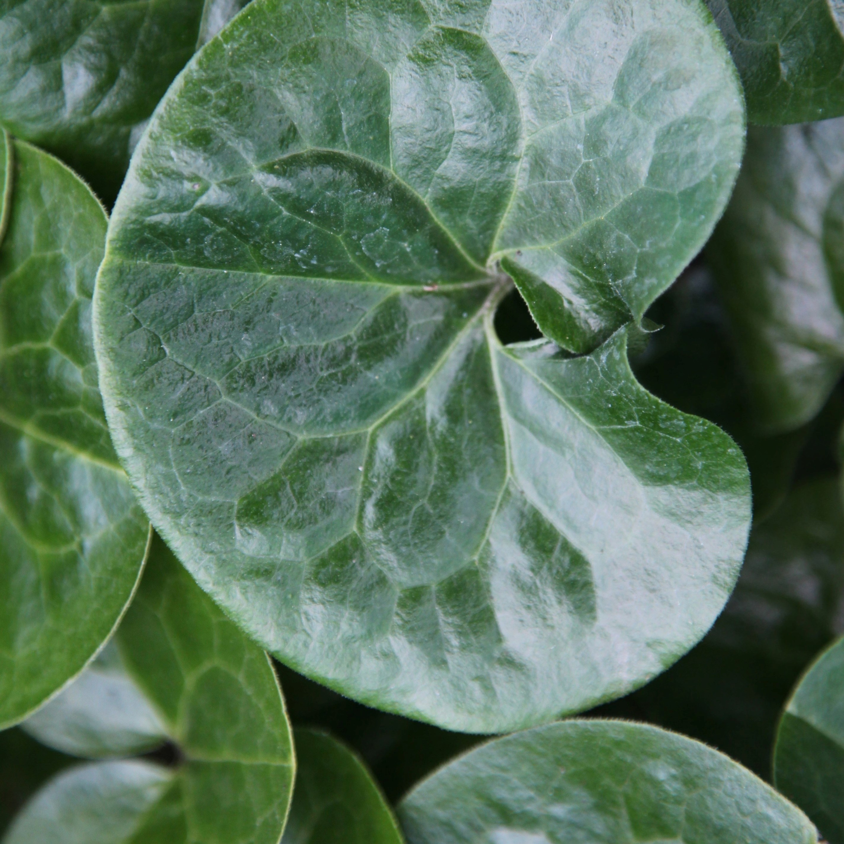 Asarum Europaeum | Wild Ginger