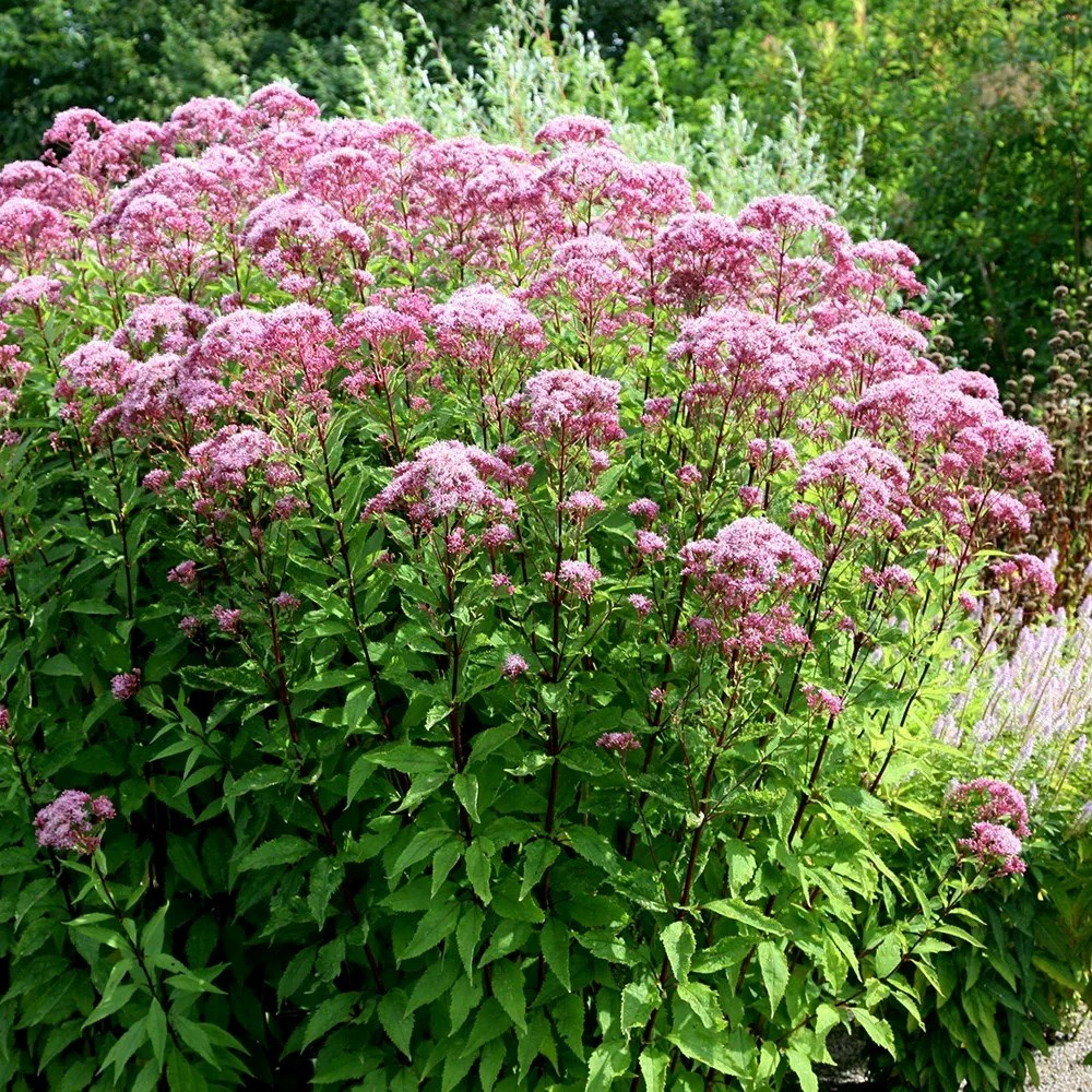 Eupatorium Maculatum Purple Bush | Joe Pye Weed