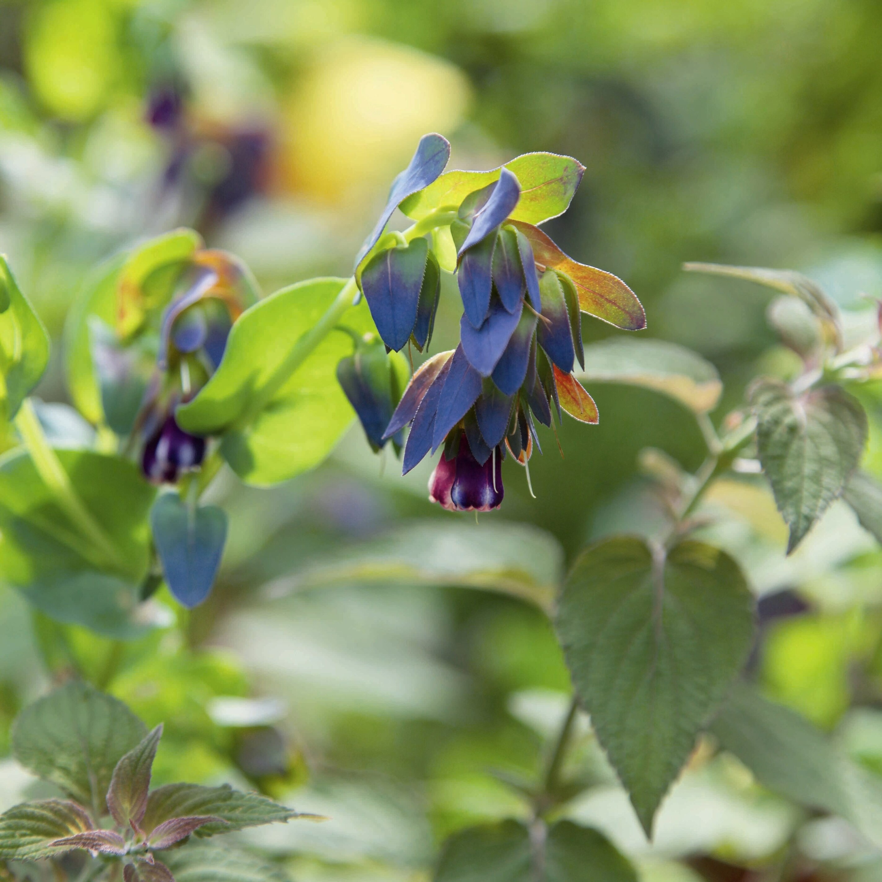 Cerinthe Major Purpurascens | Honeywort