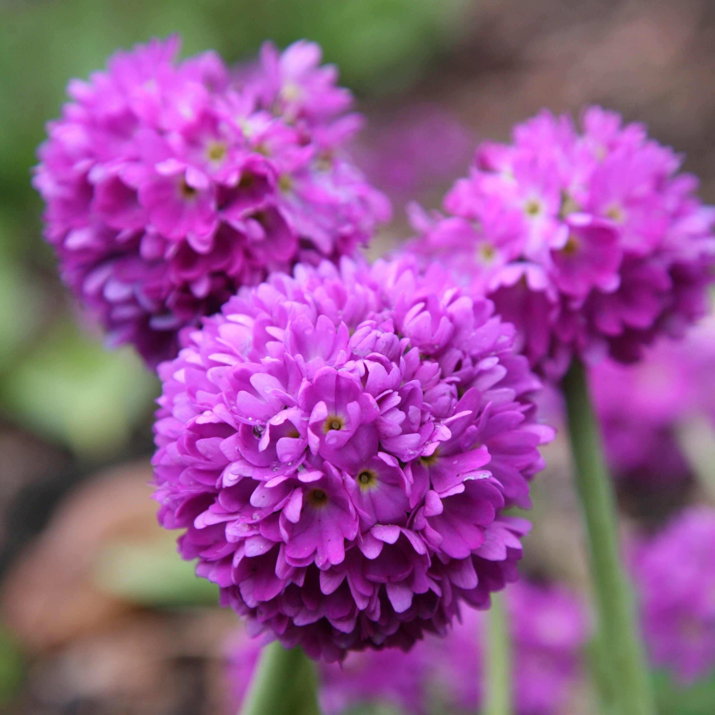 Primula Denticulata | Drumstick Primrose