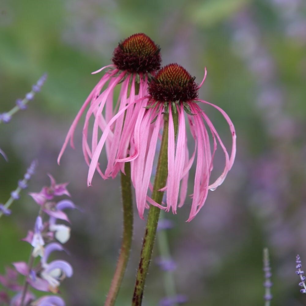 Echinacea Pallida | Coneflower
