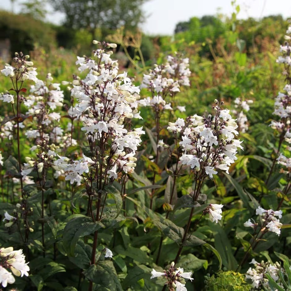 Penstemon Digitalis Husker Red | Beard Tongue