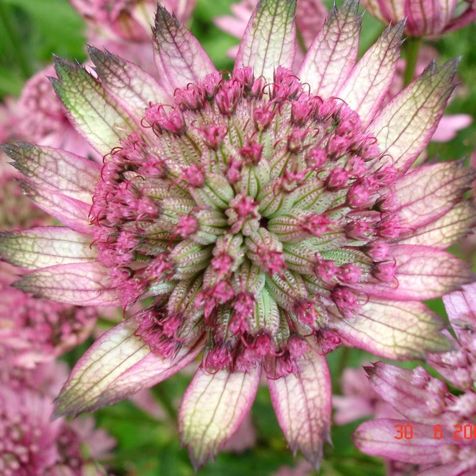 Astrantia Major Pennys Pink | Masterwort