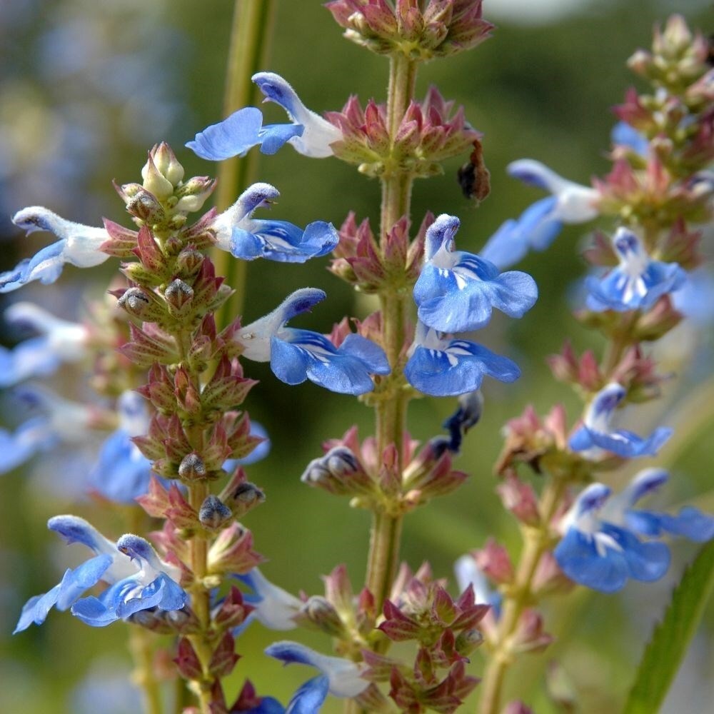 Salvia Uliginosa African Skies | Bog Sage