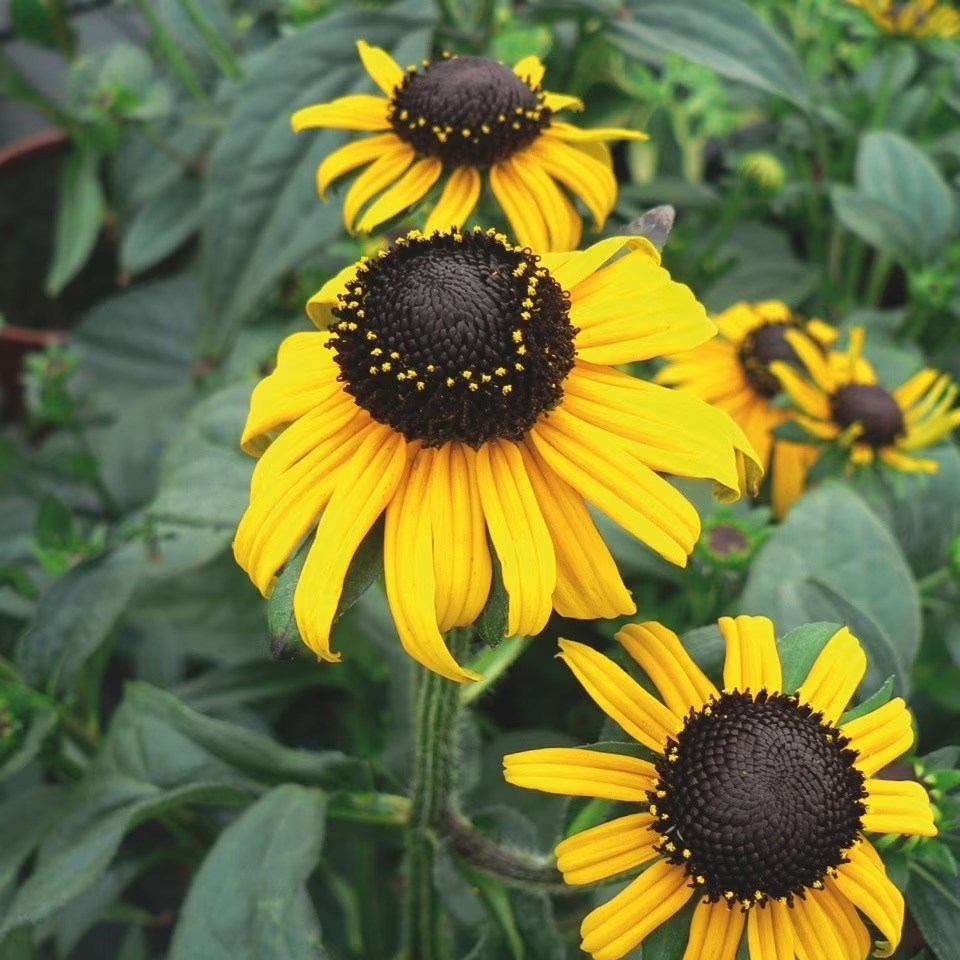 Rudbeckia Fulgida Early Bird Gold | Black-Eyed Susan