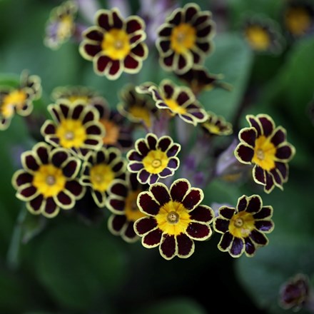 Primula Gold-laced Group