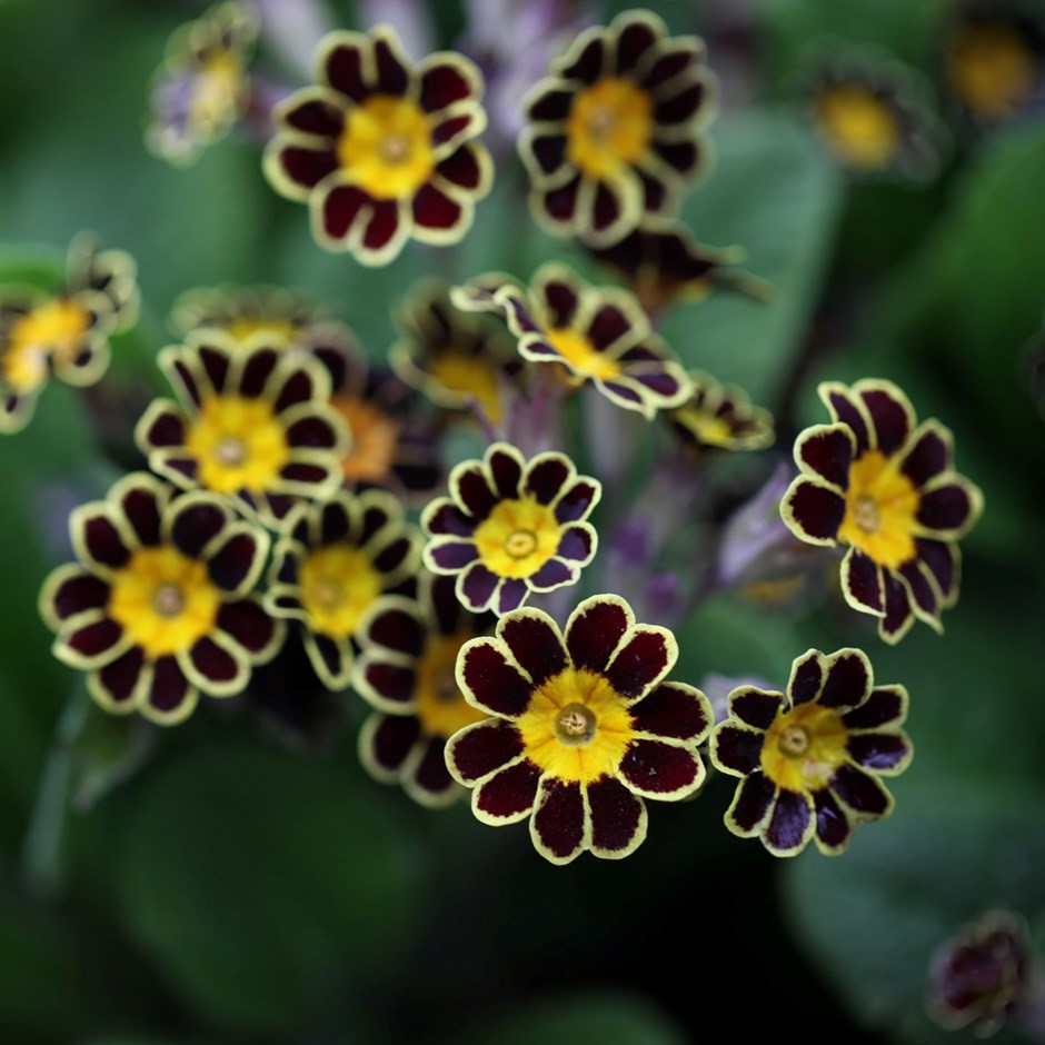 Primula Gold-Laced Group | Polyanthus Gold Lace