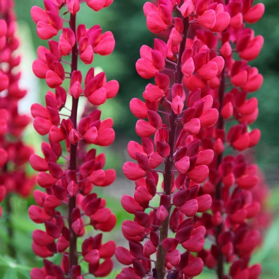 Lupinus The Page | Lupin