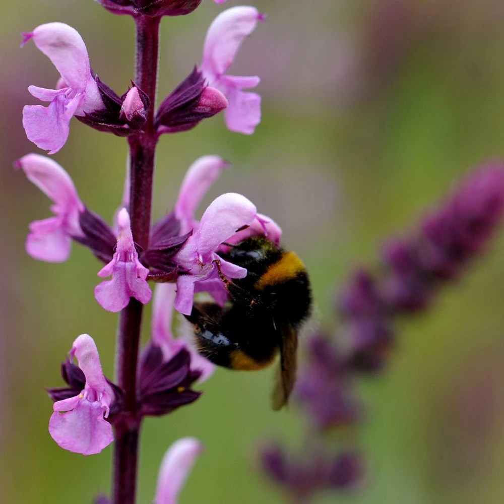 Salvia × Sylvestris Rose Queen | Sage